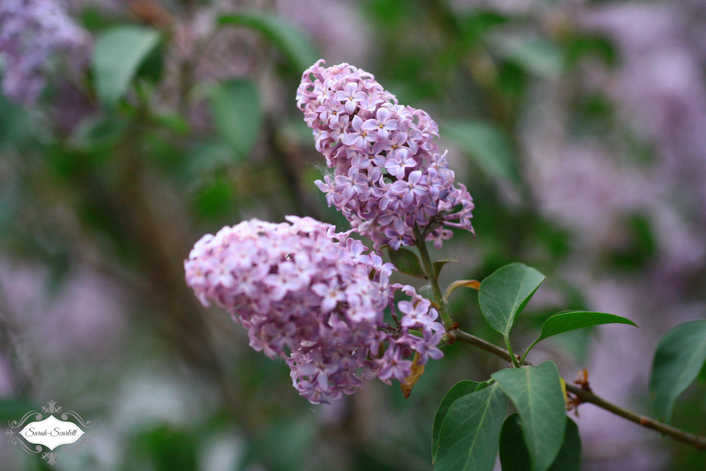 Lilacs by sarahlh