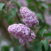 Lilacs by sarahlh