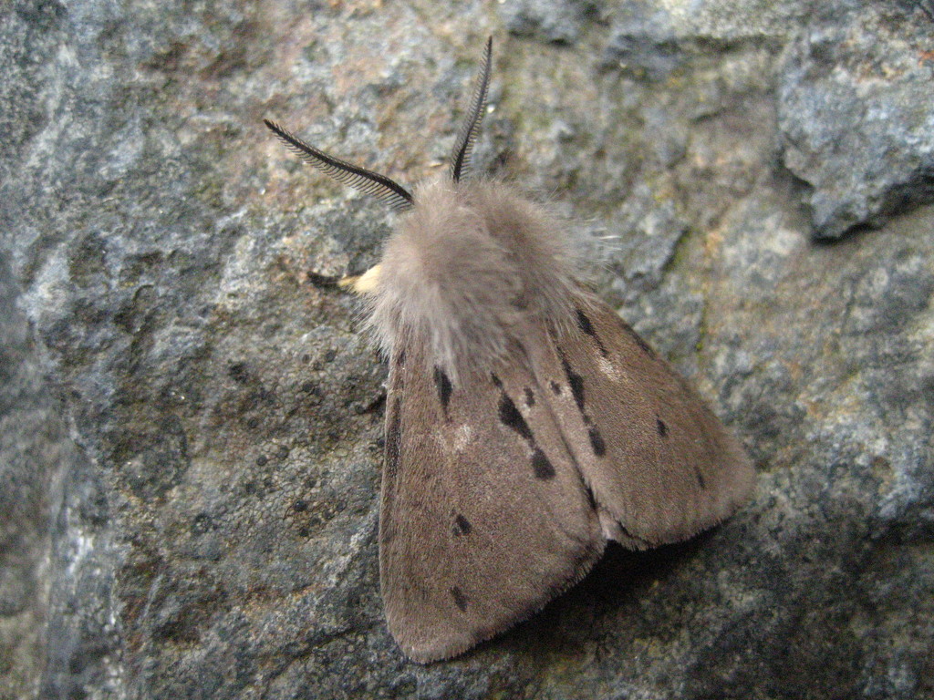 Muslin moth  by steveandkerry
