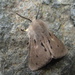 Muslin moth  by steveandkerry