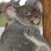 How much can a Koala bare? by sugarmuser