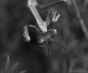5th Jun 2015 - stick insect