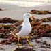 Pacific Gull by leestevo