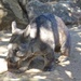 Wombat by sugarmuser