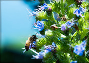 5th Jun 2015 - Buzzy as a Bee