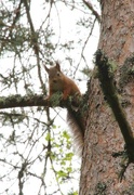 31st May 2015 - Red Squirrel 