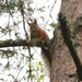 Red Squirrel  by oldjosh