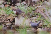 31st May 2015 - Two Dippers