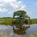 Bear Island Wildlife Management Area, ACE Basin, Colleton County, South Carolina by congaree