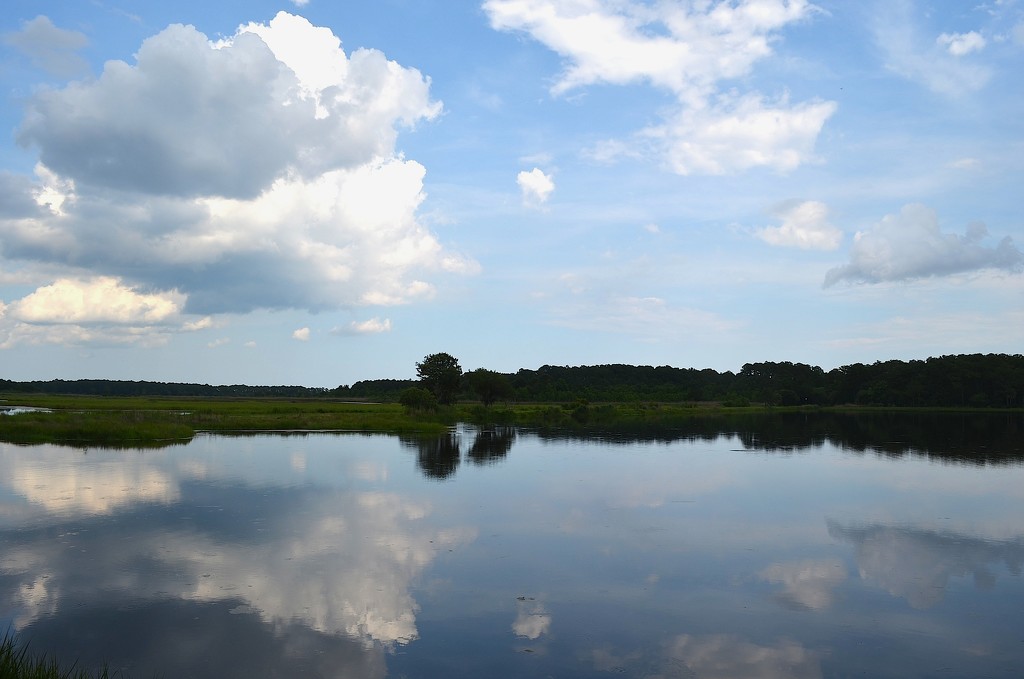 Bear Island Wildlife Management Area, ACE Basin, Colleton County, South Carolina by congaree