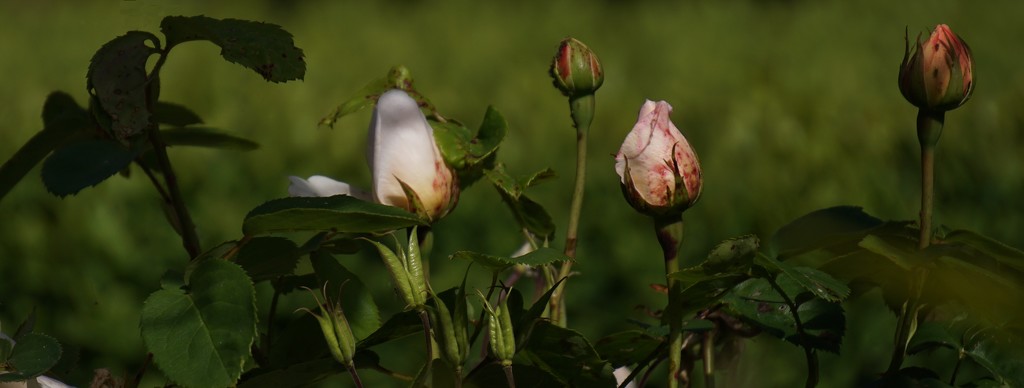 rosebuds in a row by quietpurplehaze