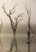 6th Jun 2015 - Swans in the fog