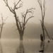Swans in the fog by flyrobin