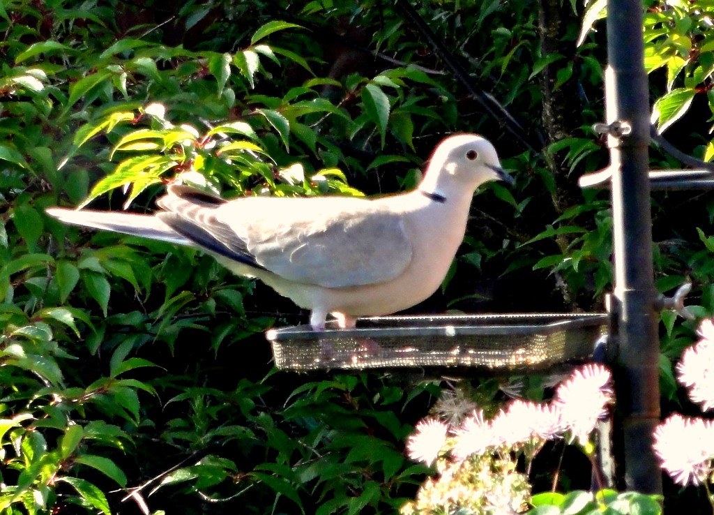 Collared Dove  by beryl