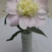 Peony in a vase by bruni