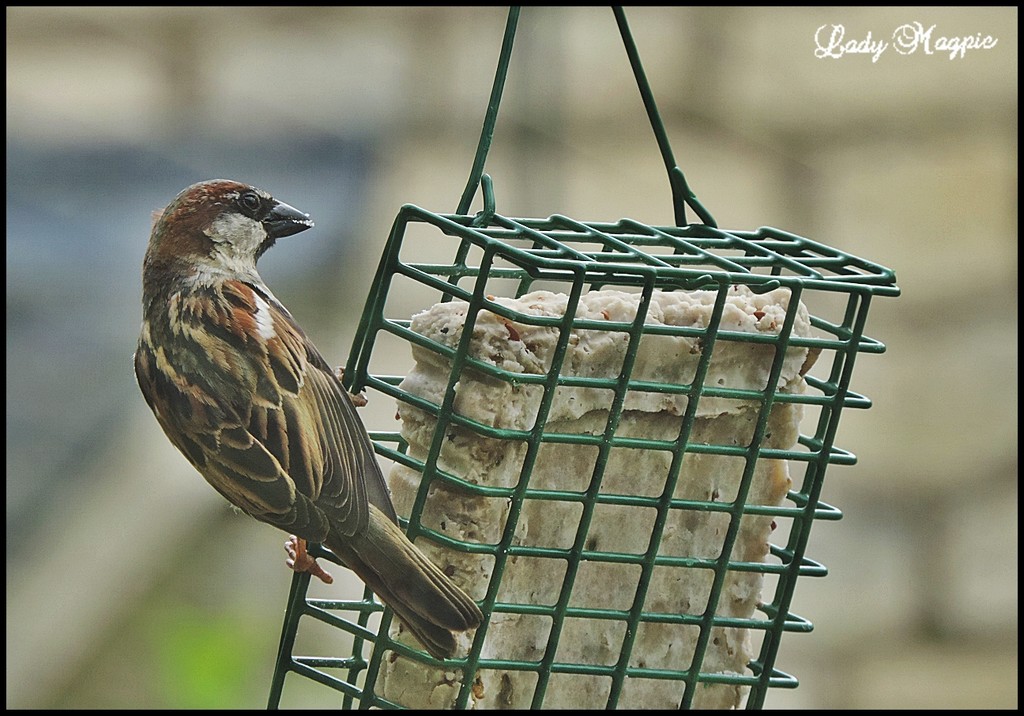 Sparrow, from the comfort of the Settee. by ladymagpie