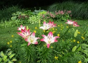 8th Jun 2015 - The Lilies Are Blooming