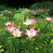 The Lilies Are Blooming by tunia