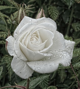 8th Jun 2015 - 154 - White Rose in the Rain