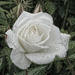 154 - White Rose in the Rain by bob65