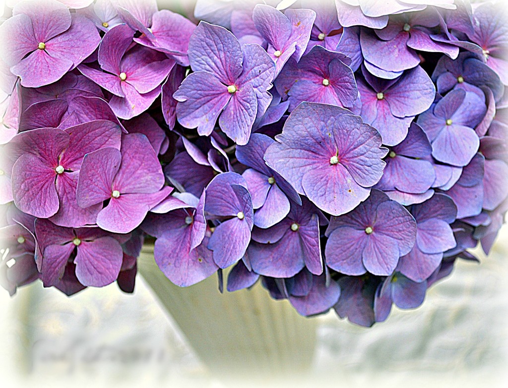 Hydrangea by peggysirk