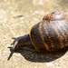 Snail by richardcreese