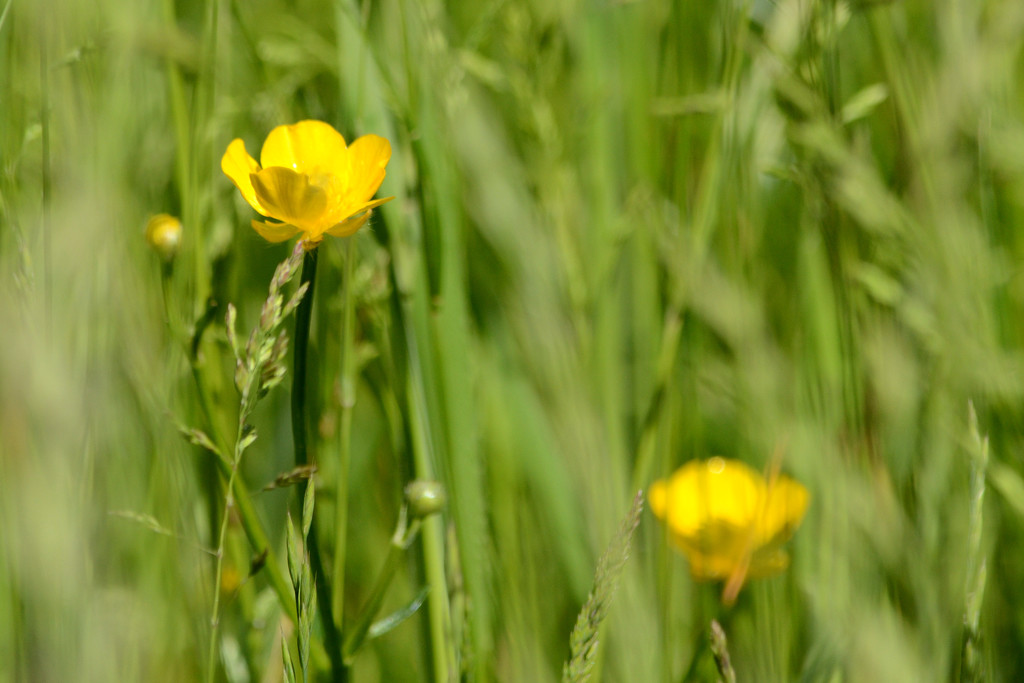 Buttercups by richardcreese