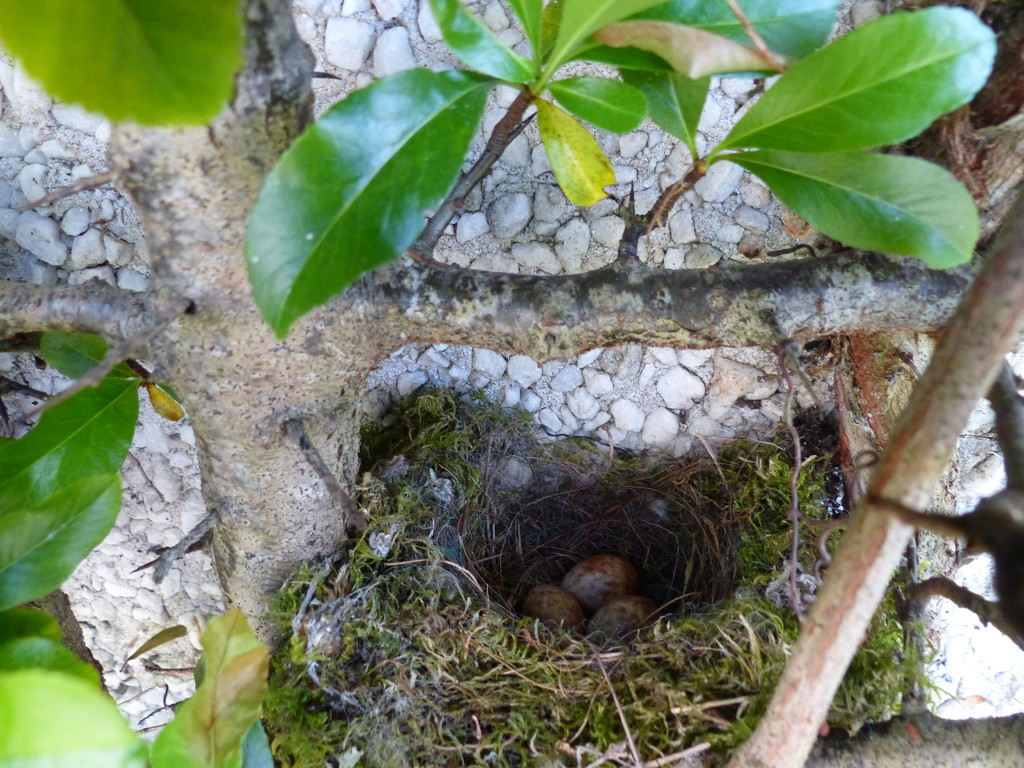Spotted Flycatcher Nest by susiemc
