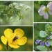  Anthriscus sylvestris,  Roses,  Ranunculus and  Glechoma hederacea by pyrrhula
