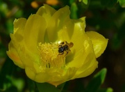8th Jun 2015 - Bee and yellow prickly pear 