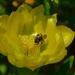 Bee and yellow prickly pear  by tomdoel