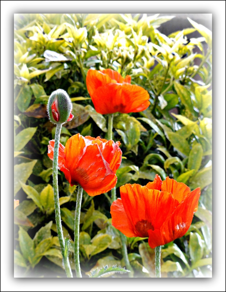 Poppies  by beryl