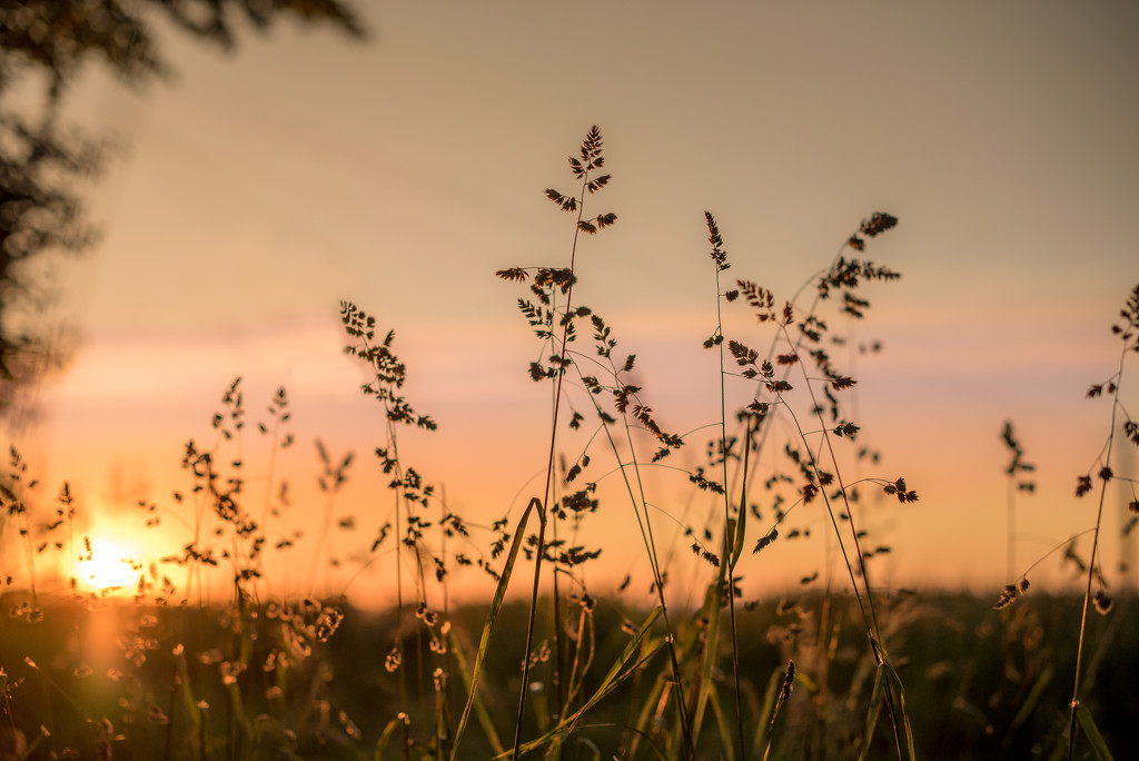 Weeds in the wheatfield at sundown... by vignouse