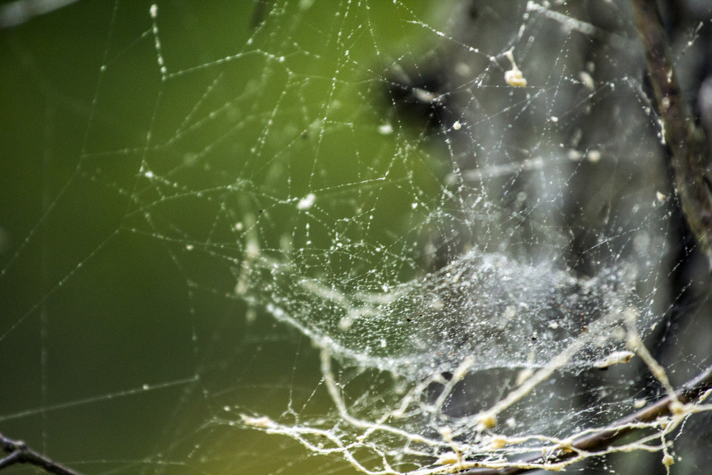 Web in the Woods by hjbenson