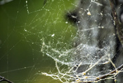 8th Jun 2015 - Web in the Woods