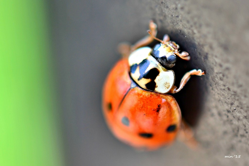 Ladybug on the Pole by mhei
