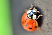 8th Jun 2015 - Ladybug on the Pole