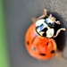 Ladybug on the Pole by mhei