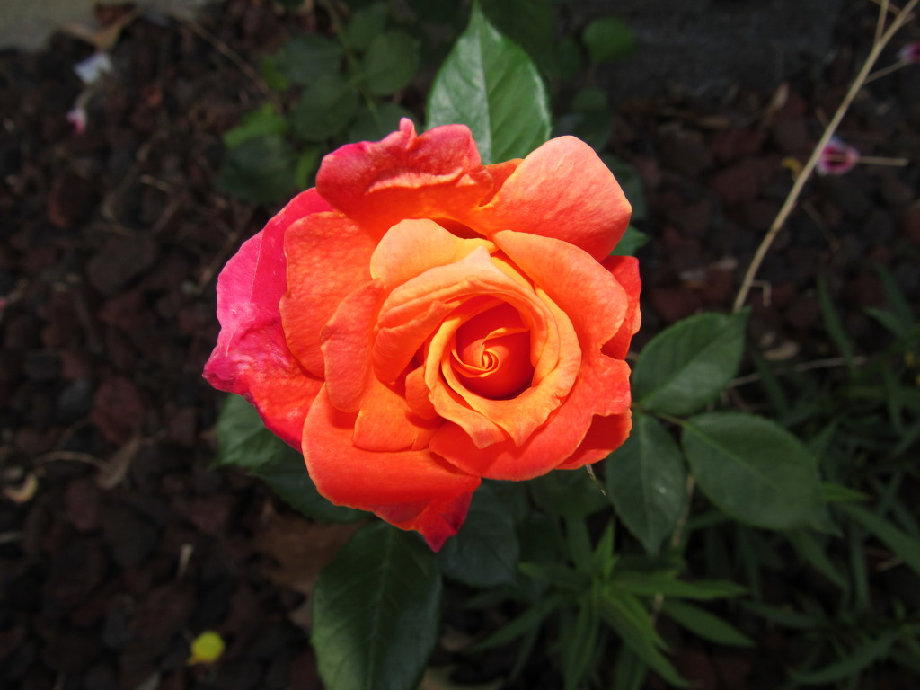 Orange Rose by randy23