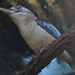 Blue winged kookaburra  by sugarmuser