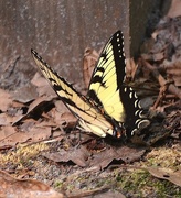 9th Jun 2015 - Tiger Swallowtail butterfly