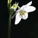 Eucharis Lily by terryliv