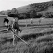Making hay by peterdegraaff
