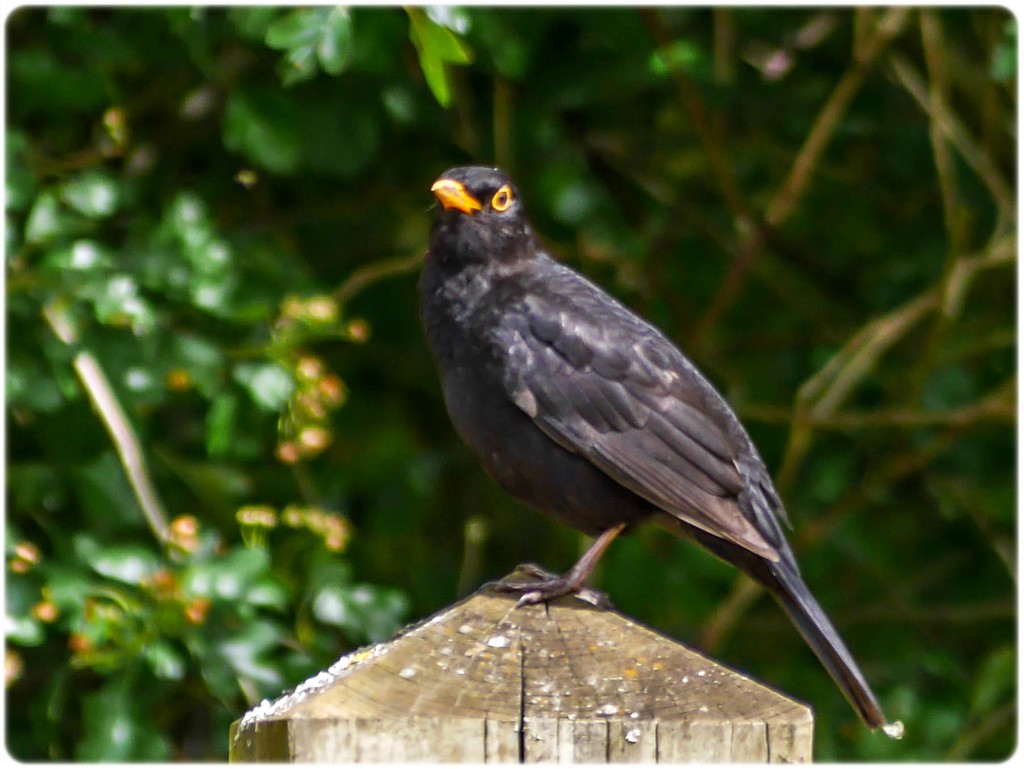Mr Blackbird by carolmw