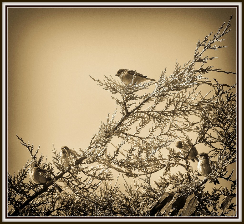 9th June 2015    - Sparrow Family by pamknowler