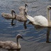8 June 2015 One proud mother swan by lavenderhouse