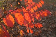 11th Nov 2010 - Rows of Sunlit Leaves