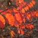 Rows of Sunlit Leaves by julie
