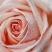 2015-06-09 soft apricot rose by mona65