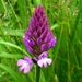 Pyramid Orchid... by julienne1